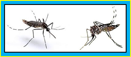 ความรู้เกี่ยวกับยุง (Knowledge About Mosquito) - Dr.ปลวก รับกำจัดปลวก แมลง และสัตว์รบกวนทุกชนิด ความรู้เกี่ยวกับยุง (Knowledge About Mosquito) - Dr.ปลวก รับกำจัดปลวก แมลง และสัตว์รบกวนทุกชนิด