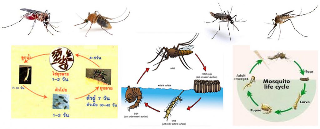 ความรู้เกี่ยวกับยุง (Knowledge About Mosquito) - Dr.ปลวก รับกำจัดปลวก แมลง และสัตว์รบกวนทุกชนิด ความรู้เกี่ยวกับยุง (Knowledge About Mosquito) - Dr.ปลวก รับกำจัดปลวก แมลง และสัตว์รบกวนทุกชนิด