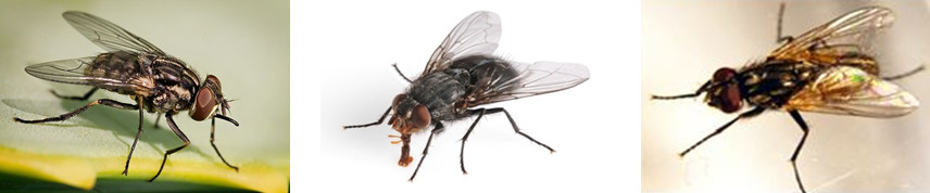 ความรู้เกี่ยวกับแมลงวัน (Knowledge about Fly) 2 ความรู้เกี่ยวกับแมลงวัน