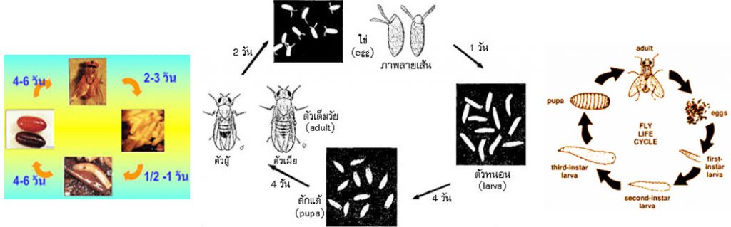 ความรู้เกี่ยวกับแมลงวัน (Knowledge about Fly) 3 วัฏจักรแมลงวัน
