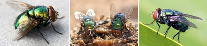 ความรู้เกี่ยวกับแมลงวัน (Knowledge about Fly) 4 แมลงวันหัวเขียว