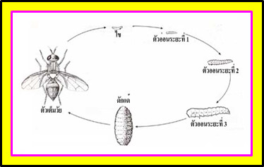 ความรู้เกี่ยวกับแมลงวัน (Knowledge about Fly) 5 วัฏจักรแมลงวัน