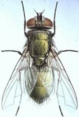 ความรู้เกี่ยวกับแมลงวัน (Knowledge about Fly) 7 แมลงวัน