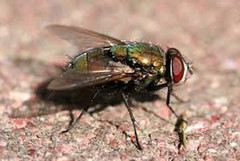 ความรู้เกี่ยวกับแมลงวัน (Knowledge about Fly) 8 แมลงวัน