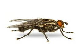 ความรู้เกี่ยวกับแมลงวัน (Knowledge about Fly) 9 แมลงวัน