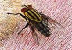 ความรู้เกี่ยวกับแมลงวัน (Knowledge about Fly) 10 แมลงวัน