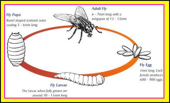 ความรู้เกี่ยวกับแมลงวัน (Knowledge about Fly) 11 วัฏจักรแมลงวัน