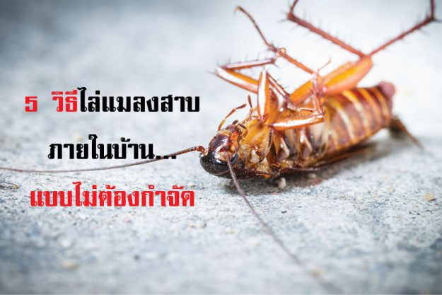 5 วิธีไล่แมลงสาบภายในบ้าน...แบบไม่ต้องกำจัด