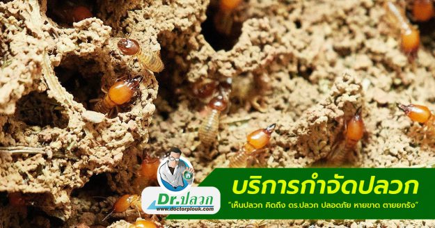 บริการกำจัดปลวก Termites Services ฉีดปลวก บริษัทกำจัดปลวก กำจัดปลวก
