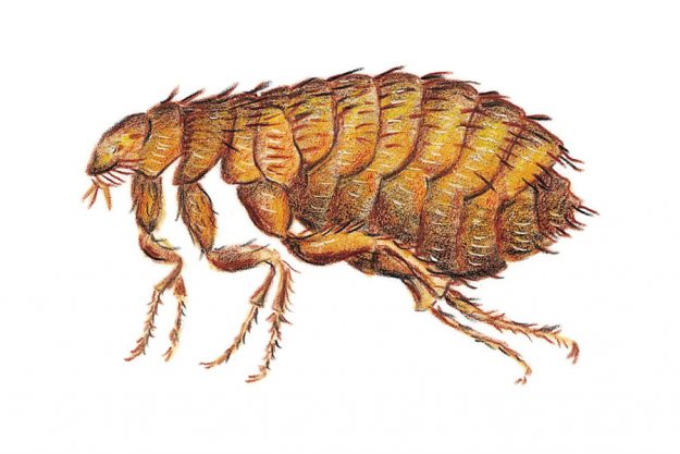 ความรู้เกี่ยวกับเห็บหมัด (Knowledge about Flea Tick)