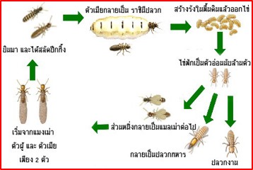 วงจรชีวิตปลวก