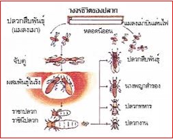 วงจรชีวิตปลวก