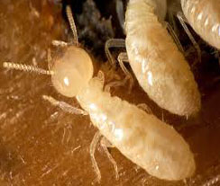 ความรู้เกี่ยวกับปลวก (Knowledge About Termites) - Dr.ปลวก รับกำจัดปลวก แมลง  และสัตว์รบกวนทุกชนิด