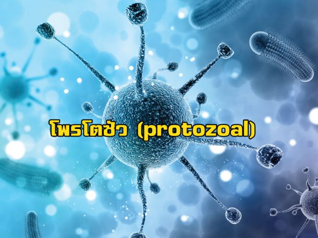 โพรโตซัว (protozoal)