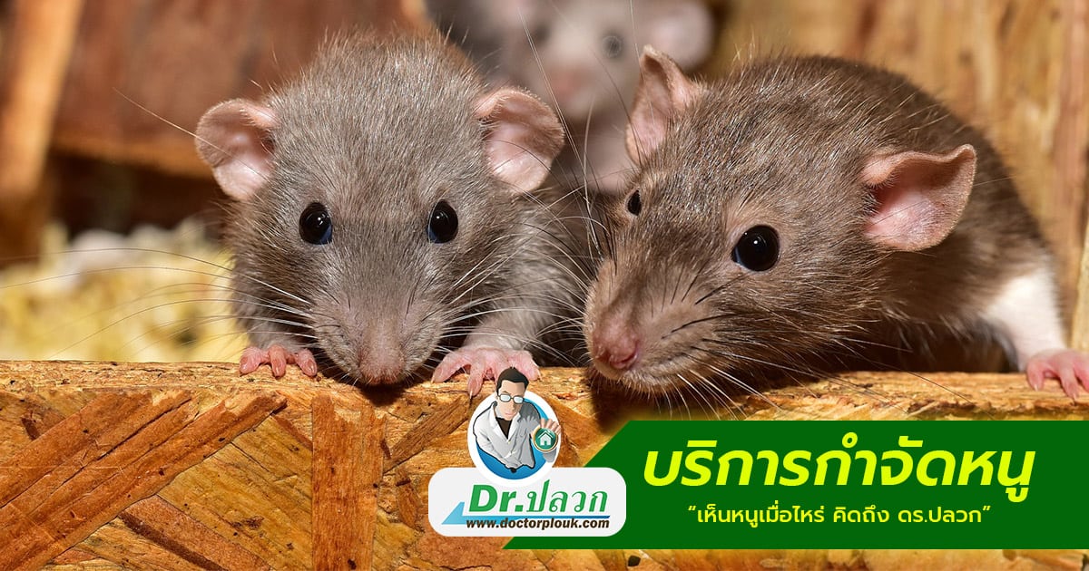หน้าหลัก 10 บริการกำจัดหนู