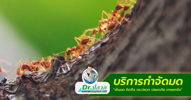 บริการกำจัดมด