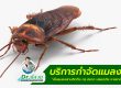 บริการกำจัดแมลงสาบ