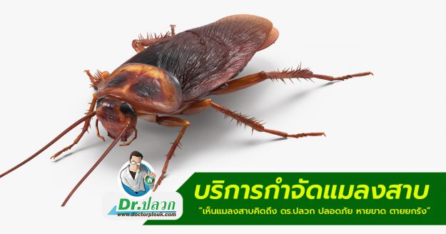 บริการกำจัดแมลงสาบ