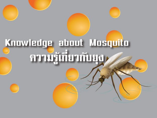 ความรู้เกี่ยวกับยุง (Knowledge about Mosquito)