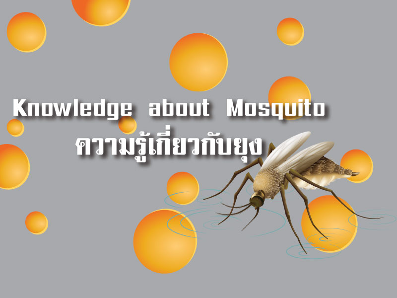ความรู้เกี่ยวกับยุง (Knowledge about Mosquito)