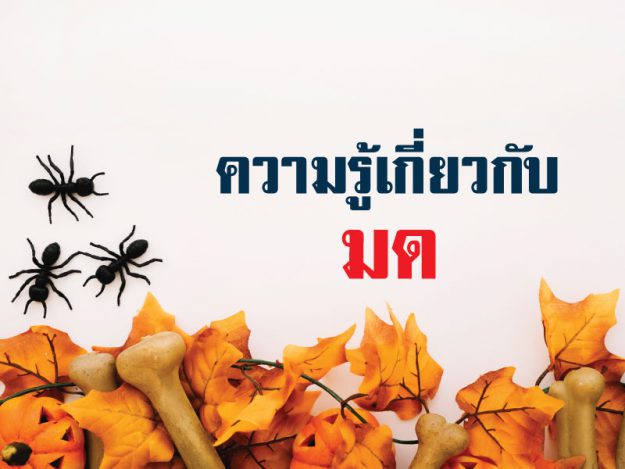 ความรู้เกี่ยวกับมด (Knowledge about Ants)
