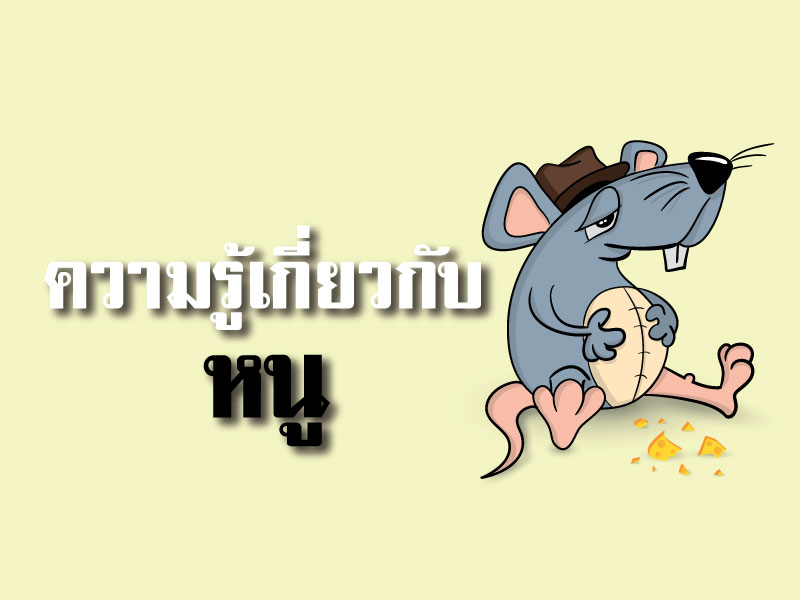 ความรู้เกี่ยวกับหนู (Knowledge about Rats) ความรู้เกี่ยวกับหนู (Knowledge about Rats)