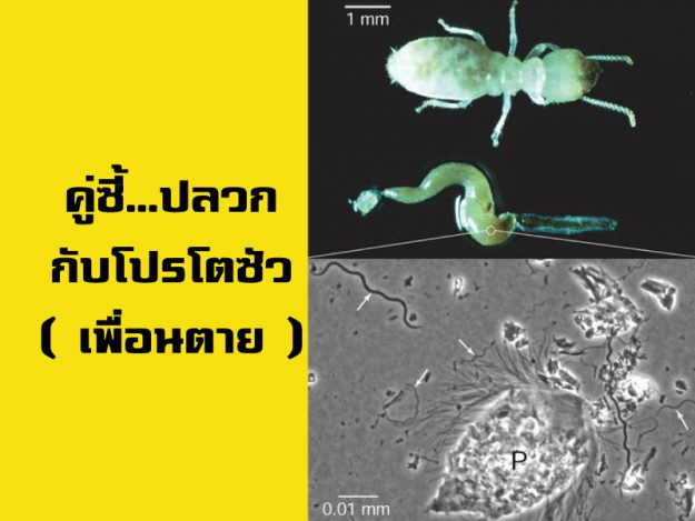 คู่ซี้ปลวกกับโปรโตซัว