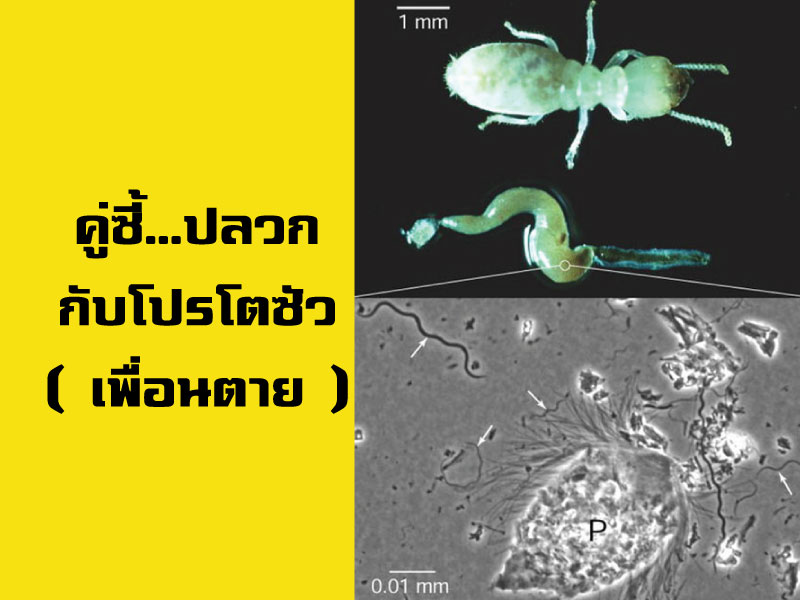 คู่ซี้ปลวกกับโปรโตซัว คู่ซี้ปลวกกับโปรโตซัว