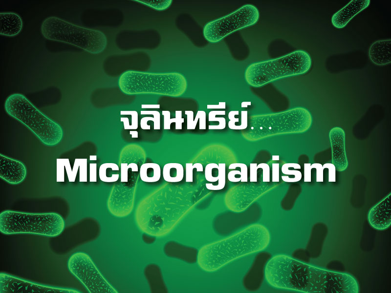 จุลินทรีย์ (Microorganism) จุลินทรีย์ (Microorganism)