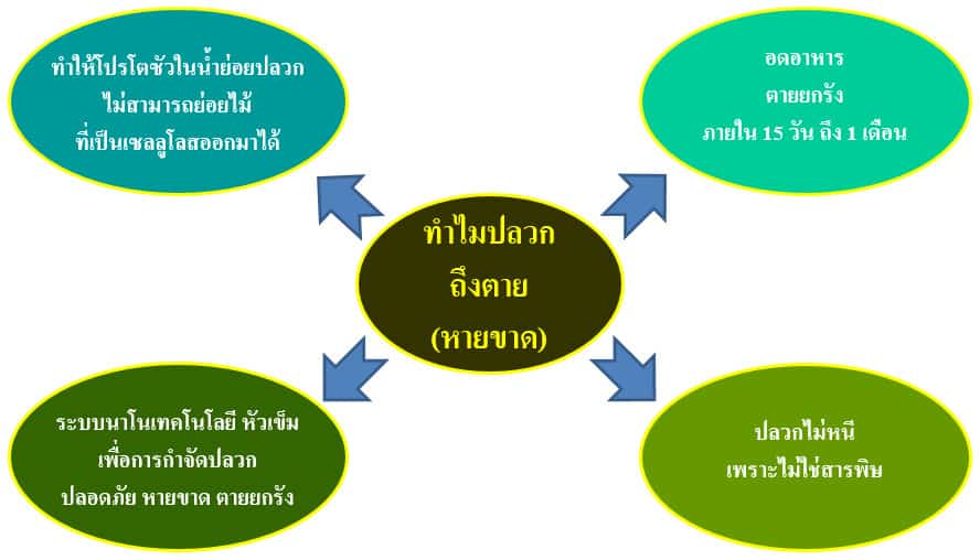 ทำไมปลวกถึงตาย