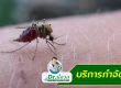 บริการกำจัดยุง