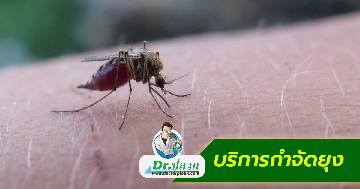 หน้าหลัก 15 บริการกำจัดยุง