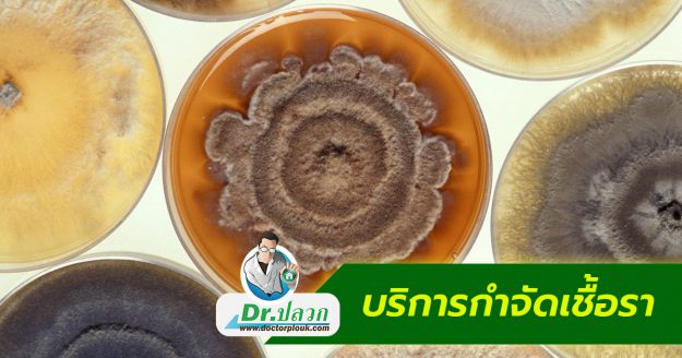 บริการกำจัดเชื้อรา