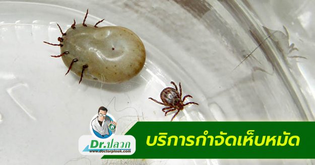 บริการกำจัดเห็บหมัด