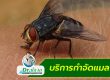 บริการกำจัดแมลงวัน
