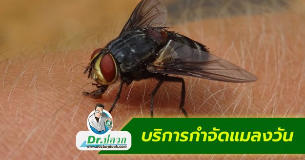 บริการกำจัดแมลงวัน