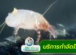 บริการกำจัดไรฝุ่น
