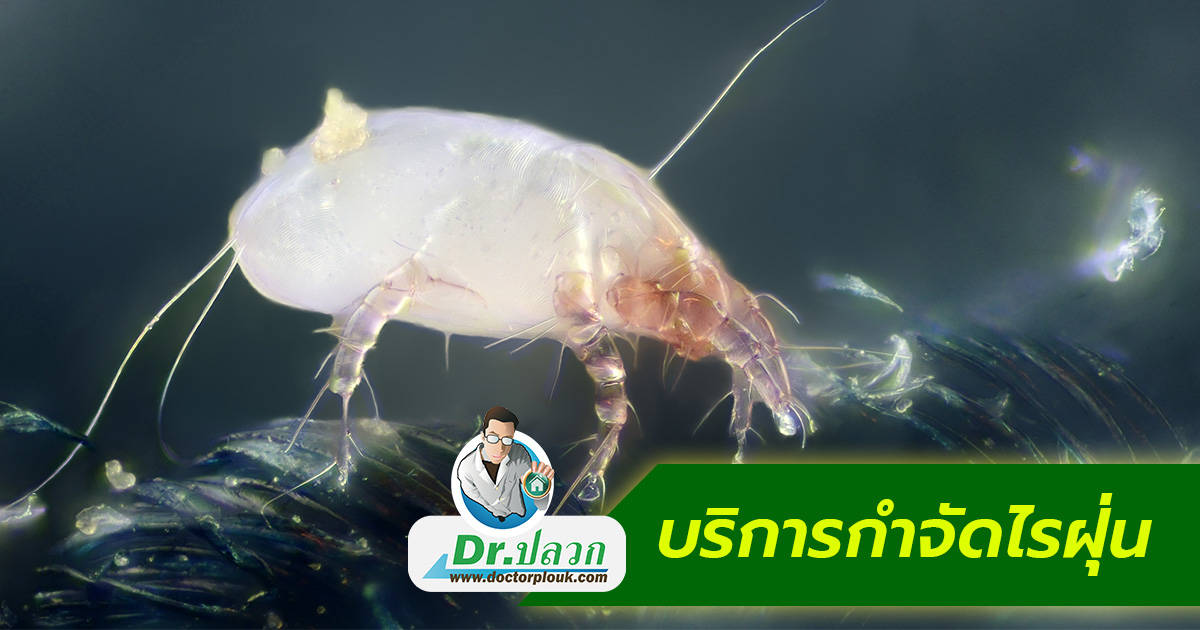 หน้าหลัก 17 บริการกำจัดไรฝุ่น