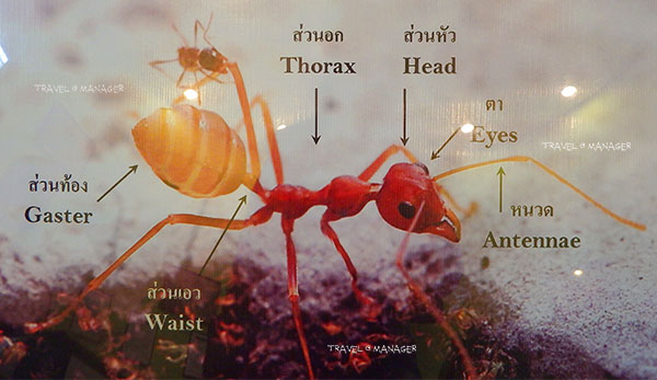 ความรู้เกี่ยวกับมด (Knowledge about Ants) 1