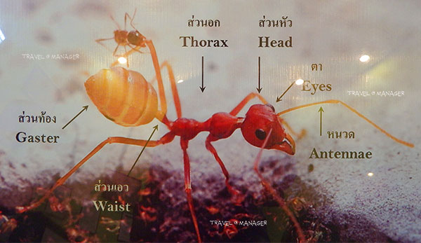 ความรู้เกี่ยวกับมด (Knowledge about Ants) 11