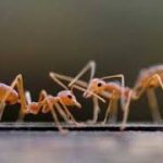 ความรู้เกี่ยวกับมด (Knowledge about Ants) 14