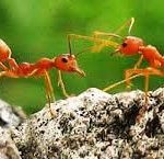 ความรู้เกี่ยวกับมด (Knowledge about Ants) 5