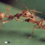 ความรู้เกี่ยวกับมด (Knowledge about Ants) 16