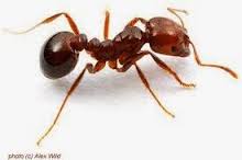 ความรู้เกี่ยวกับมด (Knowledge about Ants) 7