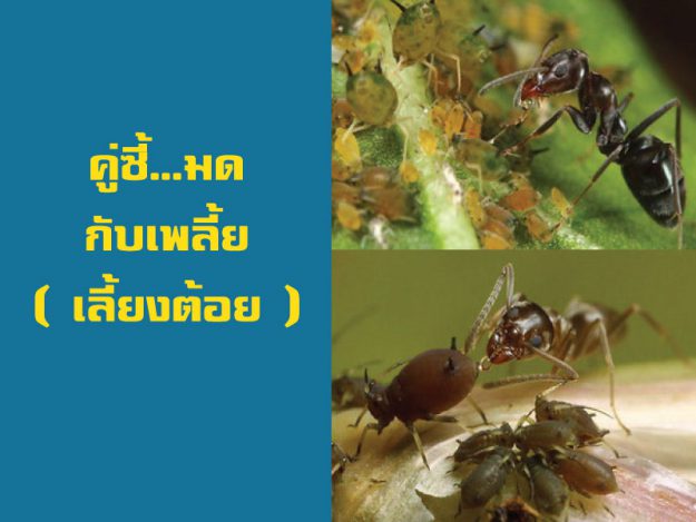 คู่ซี้...มดกับเพลี้ย [ เลี้ยงต้อย ]