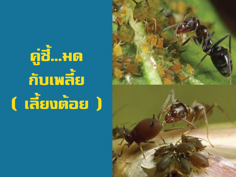 คู่ซี้...มดกับเพลี้ย [ เลี้ยงต้อย ]
