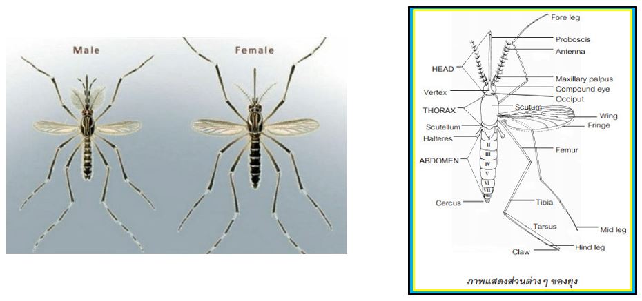 ยุง ส่วนอก (thorax)