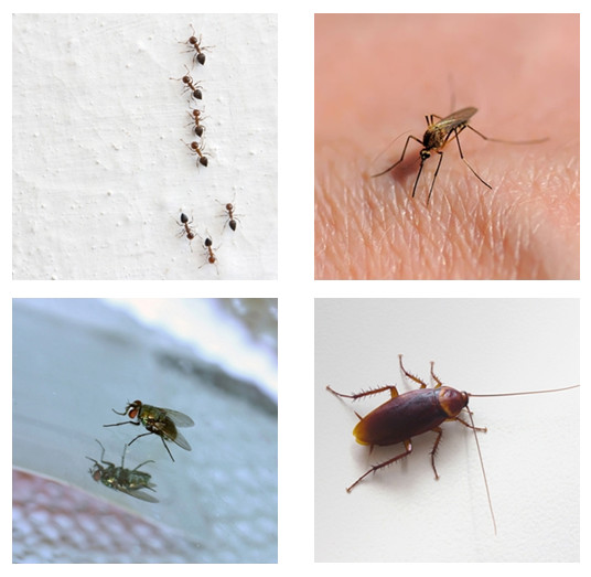 20 วิธีไล่แมลงแบบธรรมชาติ…ภูมิปัญญาชาวบ้านไม่ง้อสารเคมี