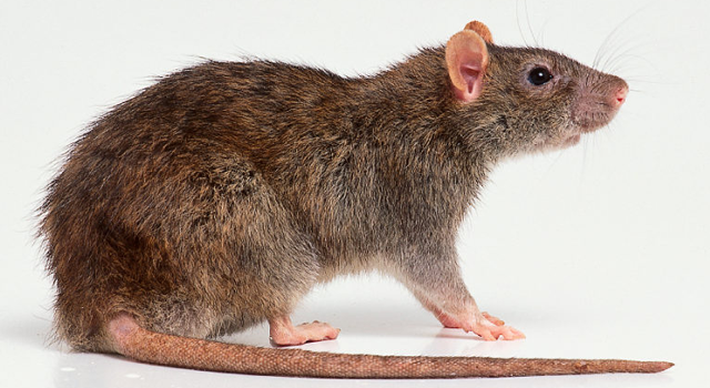 หนูนอร์เวย์ (Rattus Norvegicus)