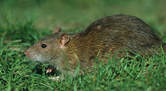 หนูจี๊ด (Rattus Exulans) 